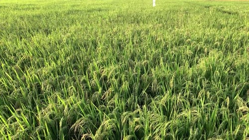 Campos de arroz