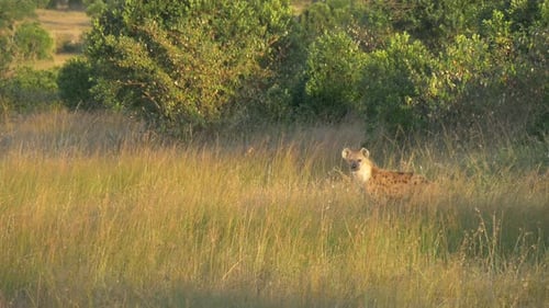 Hyena walking on the grass