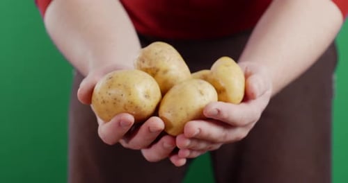 Hands Holding Fresh Potatoes on Green Screen