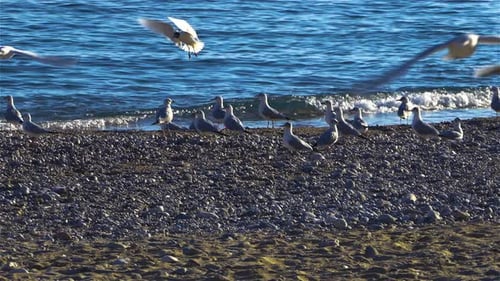 Sea Shore Gulls