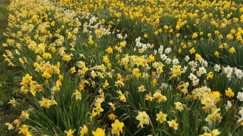 Field of daffodil flowers
