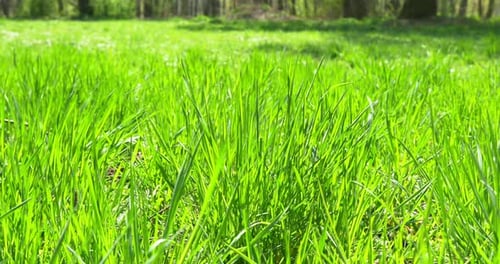 Grass Moving in the Wind. Close Up. Panning