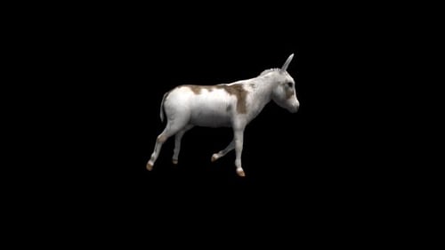 Donkey Run Transparente Alpha-Loop Animation