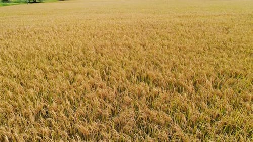 Rice Fields