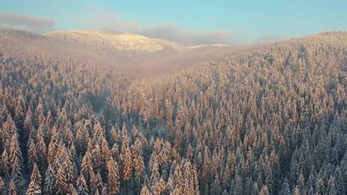 Aerial View on Forest and Mountains in The Winter Time