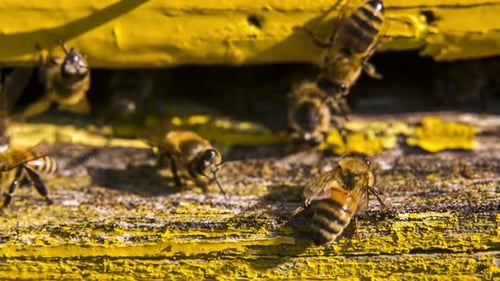The Bee Is Washing at the Entrance To the Hive