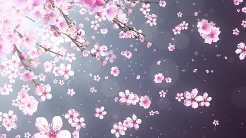 Elegant Falling Cherry Blossom Petals Looping Background