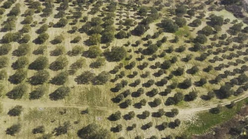 Vista aérea do campo e das árvores 5