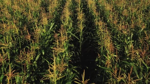 Green Maize Corn Field Plantation In Summer Agricultural Season. Flight Above Green Corn Field