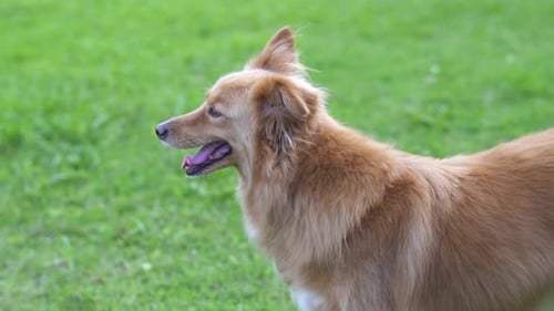 Handheld profile of a mixed breed dog looking to the left, Close up.