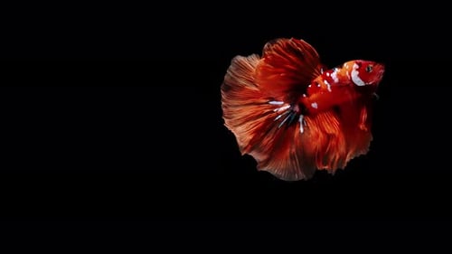 Colorful Siamese Fighting Fish Betta Splendens 11