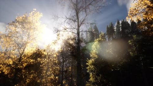 Sun Beams Through Trees