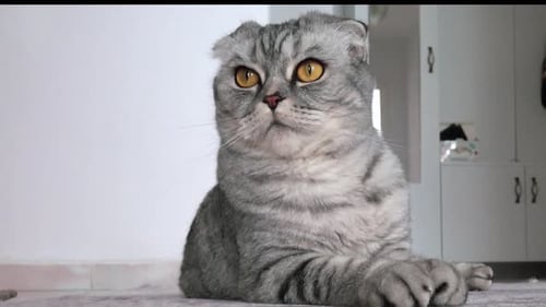 Striking Scottish Fold Cat Posing Indoors
