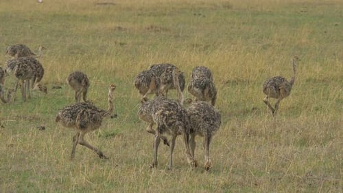 Straußenküken in Maasai Mara