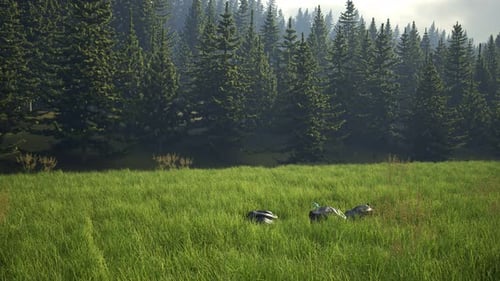 Timelapse with rubbish dump on the meadow near the forest. Ecological disaster