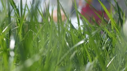Grünes Sommergras
