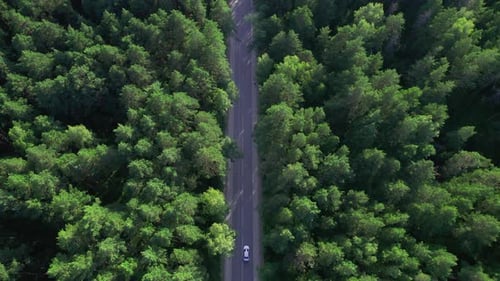 Vista aérea de um carro dirigindo pela floresta