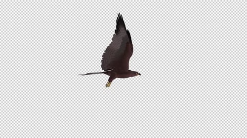 Tropical Kite - Flying Loop - Vista lateral
