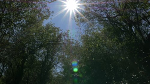 Sun through forest top 4K 3840X2160 UHD footage - Tree and leaves surounding sun 4K 2160p UHD video