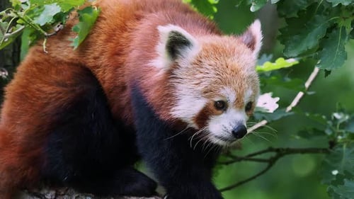 Red panda on the tree. Cute panda bear in forest habitat. Ailurus fulgens