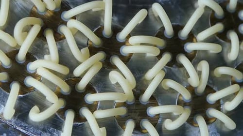 Professional Production of Pasta on Industrial Line