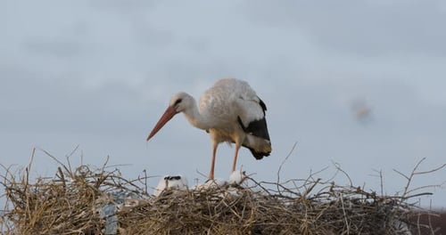Weißstorch füttert Babys