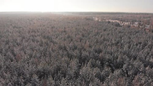 Frozen Forest