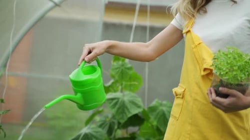 Woman Waters Plants in a Greenhouse