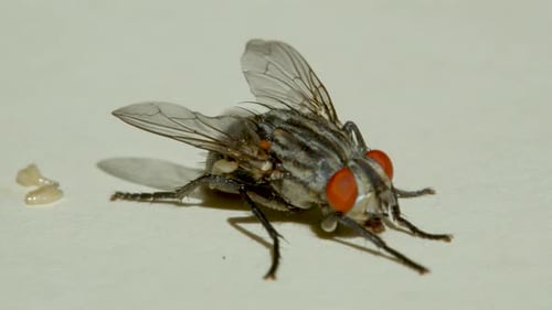 Macro Shooting. Fly on a White Background Close-up.