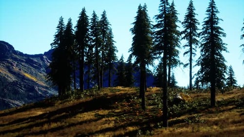 Trees on Meadow Between Hillsides with Conifer Forest