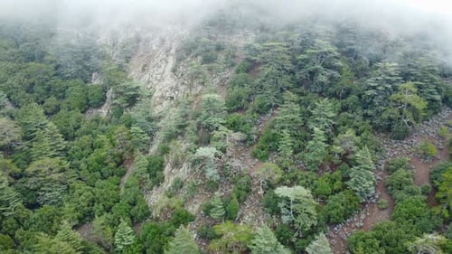Cloudy Mountainside Forest Aerial Wide Shot
