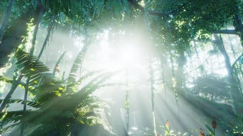 Green Tropical Forest with Ray of Light