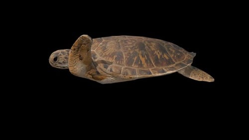 Realistic Animated Sea Turtle Swimming with Alpha Channel