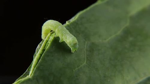Grüne Caterpillar 1432