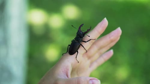Stag Beetle Crawling on Hand Outdoors
