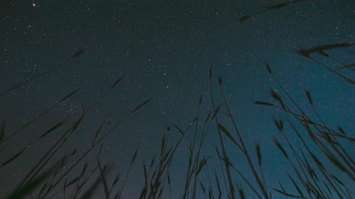 Night Starry Sky With Glowing Stars And Meteoric Track Trails Above Green Young Wheat Field In