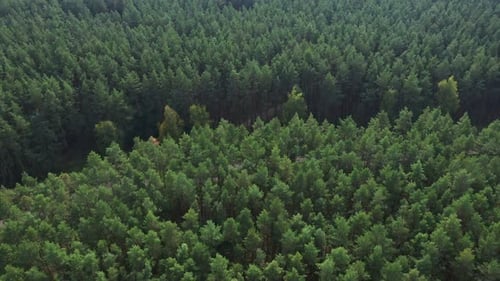 Aerial Pine Forest Top View