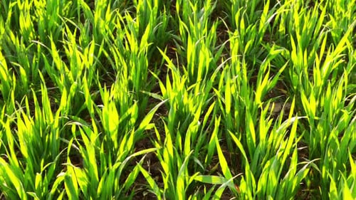 Sunny Morning and Young Sprouts of Wheat on the Field