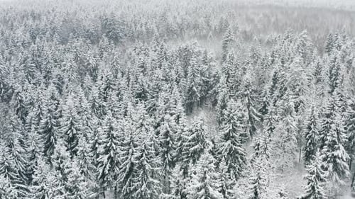 Aerial Beautiful Frozen Forest with Snow Covered Spruce and Pine Trees