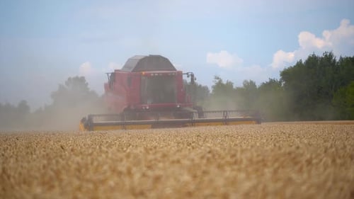 Combine harvester agriculture machine harvesting golden ripe wheat field