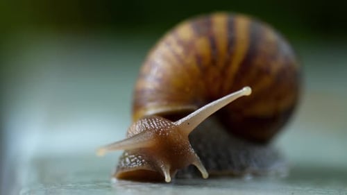 Garden Snail Crawling, Macro