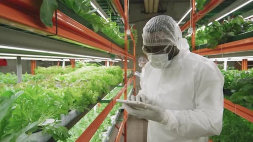 Person Inspecting Lettuce on Hydroponic Farm with Tablet