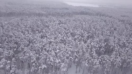 Winter Landscape, Pine Trees Covered with Snow. Aerial View