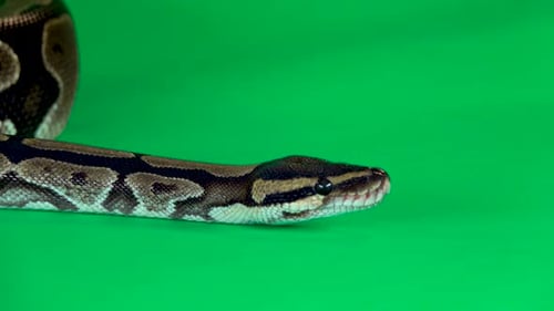 Royal Python o Python Regius sobre un fondo verde en Studio. De cerca