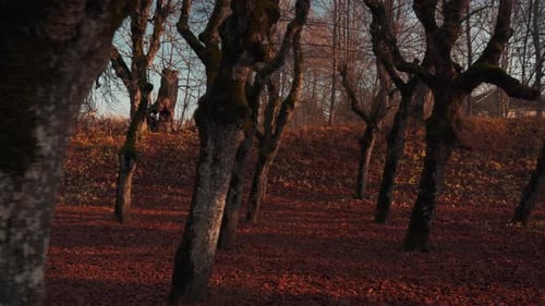 Old Linden Alley, Katvaru Manor Park, Latvia Looks So Ghostly Spoky Like Fairy Tales. Linden Tree A