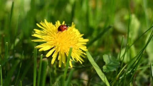 Ladybug Crawling on a Yellow Dandelion Flower