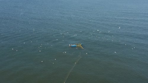 AERIAL: Fishermans Casting Nets in the Sea with Gulls Flying Around Searching for a Fish