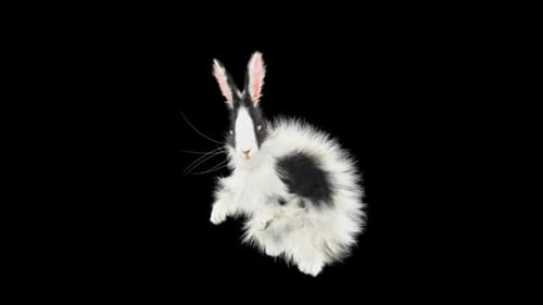 Animated Fluffy Black and White Rabbit Jumping on Black Background