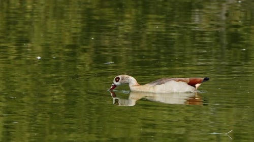 Canard dans un lac vert 12