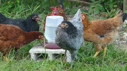 Chickens Drink Water Together in Grassy Rural Yard